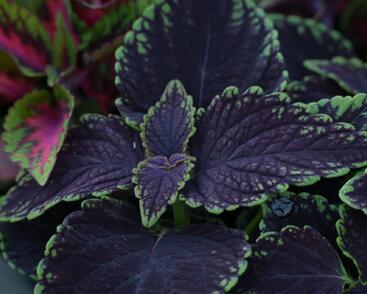 Pochvatec, Pokojová kopřiva 'Abbey Road'