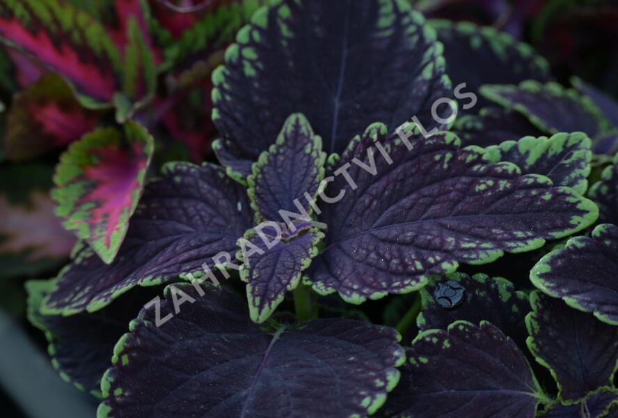Pochvatec, Pokojová kopřiva 'Abbey Road' - Coleus blumei 'Abbey Road'