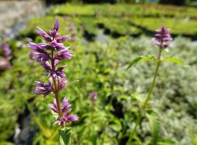 Agastache mexická 'Lime' - Agastache mexicana 'Lime'