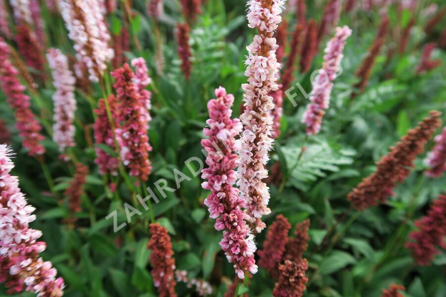 Rdesno - Bistorta affinis