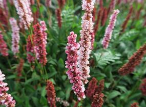 Rdesno - Bistorta affinis