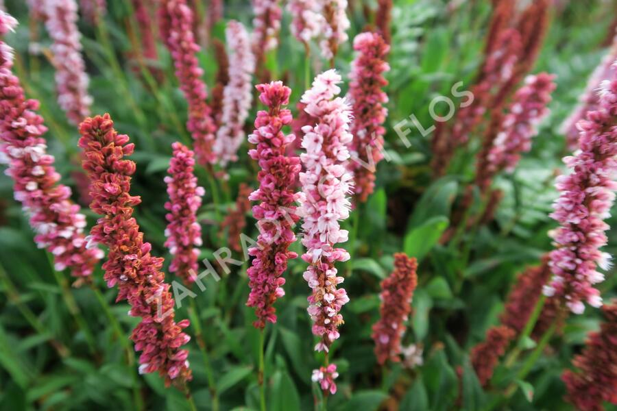 Rdesno - Bistorta affinis