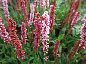 Rdesno - Bistorta affinis