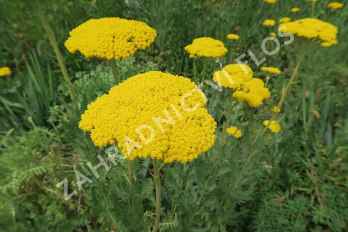 Řebříček tužebníkovitý 'Parker's Variety' - Achillea filipendulina 'Parker's Variety'