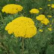 Řebříček tužebníkovitý 'Parker's Variety' - Achillea filipendulina 'Parker's Variety'