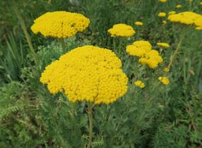 Řebříček tužebníkovitý 'Parker's Variety' - Achillea filipendulina 'Parker's Variety'