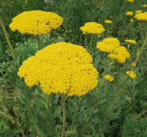 Řebříček tužebníkovitý 'Parker's Variety' - Achillea filipendulina 'Parker's Variety'