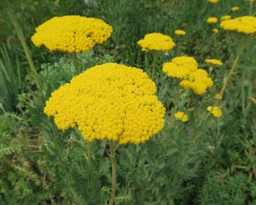 Řebříček tužebníkovitý 'Parker's Variety'