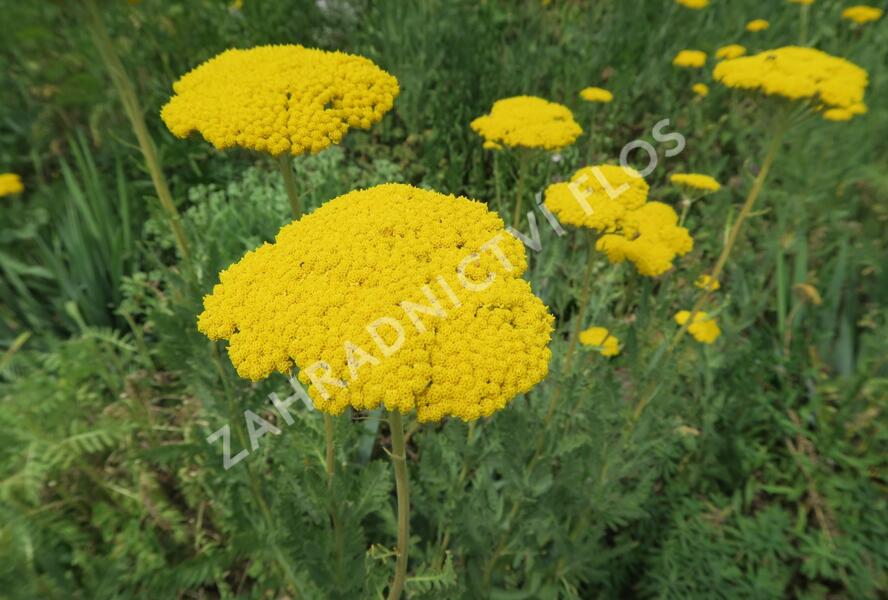 Řebříček tužebníkovitý 'Parker's Variety' - Achillea filipendulina 'Parker's Variety'
