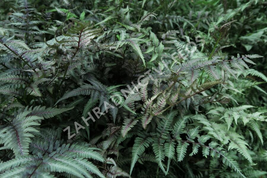 Papratka japonská 'Red Beauty' - Athyrium niponicum 'Red Beauty'