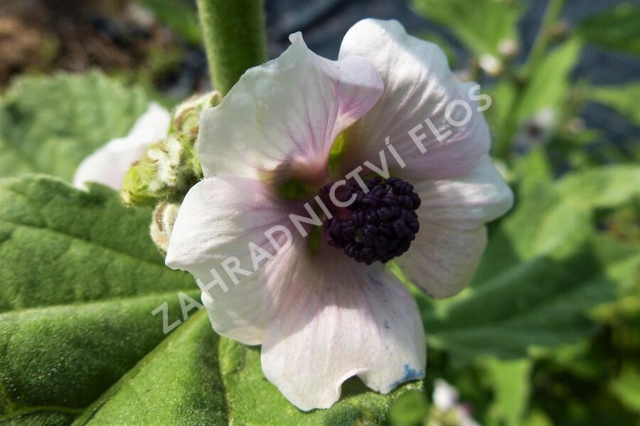 Proskurník lékařský - Althaea officinalis