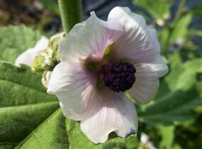 Proskurník lékařský - Althaea officinalis