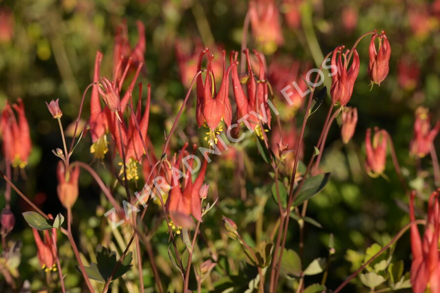 Orlíček kanadský 'Little Lanterns' - Aquilegia canadensis 'Little Lanterns'