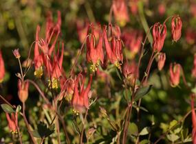 Orlíček kanadský 'Little Lanterns' - Aquilegia canadensis 'Little Lanterns'