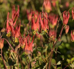 Orlíček kanadský 'Little Lanterns' - Aquilegia canadensis 'Little Lanterns'