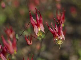 Orlíček kanadský 'Little Lanterns' - Aquilegia canadensis 'Little Lanterns'