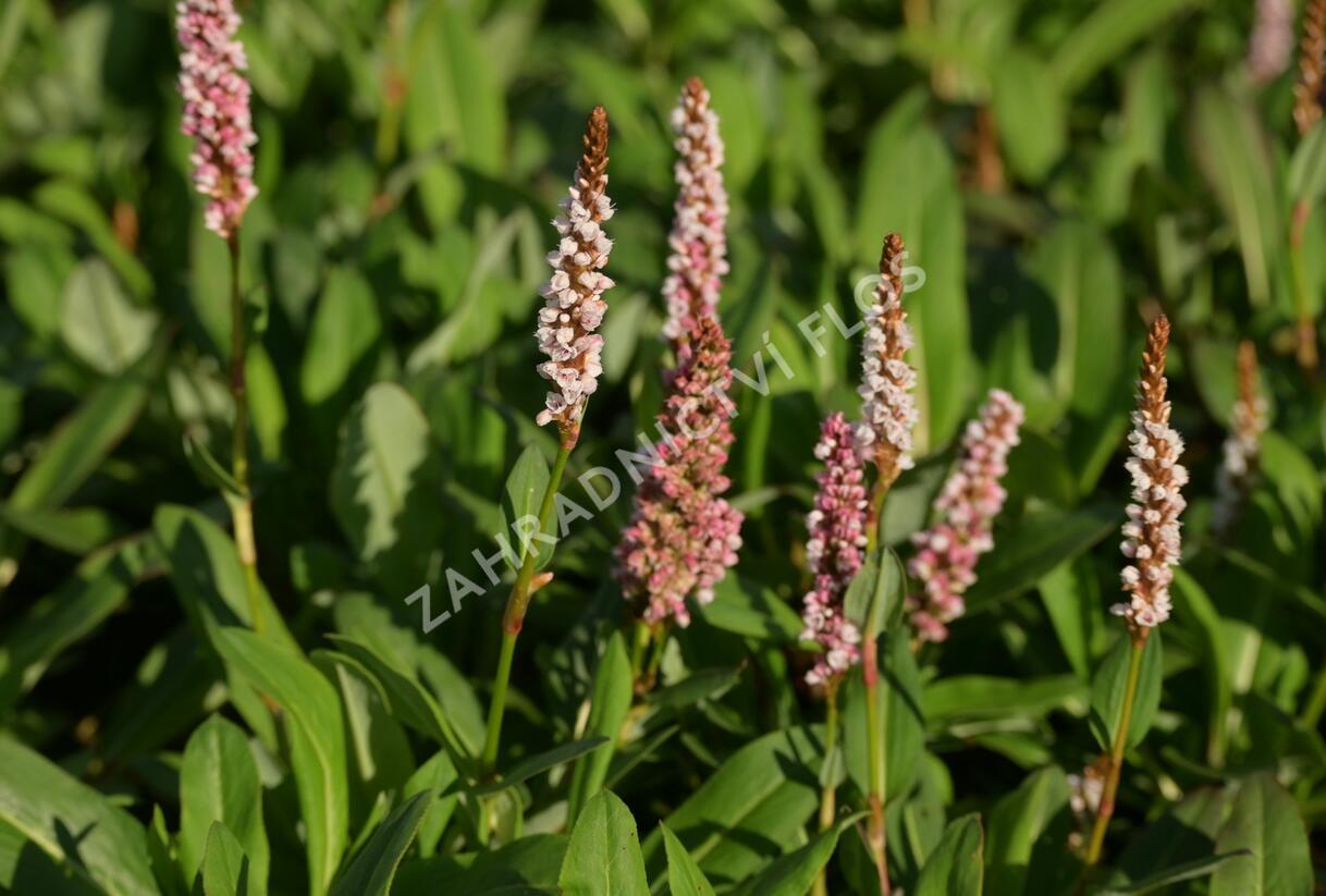 Rdesno 'Donald Lowndes' - Bistorta affinis 'Donald Lowndes'