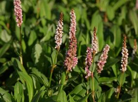Rdesno 'Donald Lowndes' - Bistorta affinis 'Donald Lowndes'
