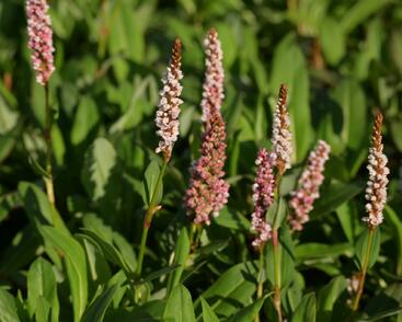 Rdesno 'Donald Lowndes'