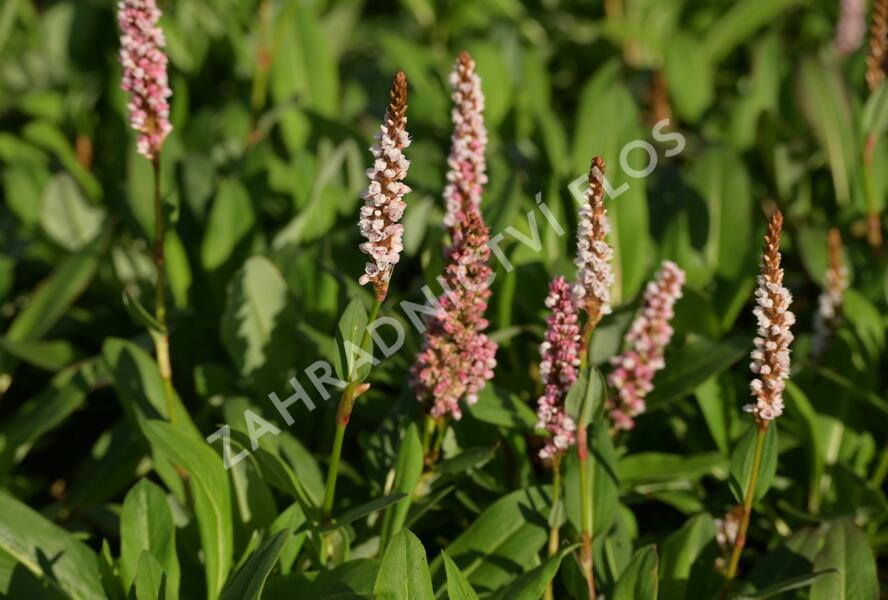 Rdesno 'Donald Lowndes' - Bistorta affinis 'Donald Lowndes'
