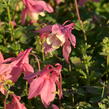 Orlíček vějířovitý 'Cameo Rose White' - Aquilegia flabellata 'Cameo Rose White'