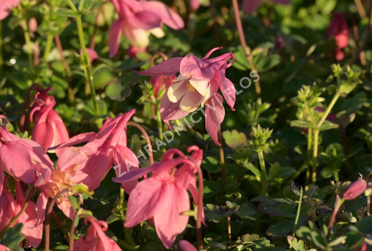Orlíček vějířovitý 'Cameo Rose White' - Aquilegia flabellata 'Cameo Rose White'