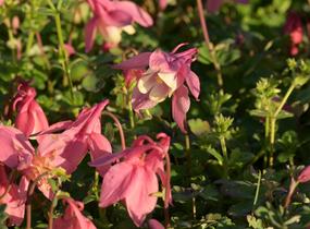 Orlíček vějířovitý 'Cameo Rose White' - Aquilegia flabellata 'Cameo Rose White'