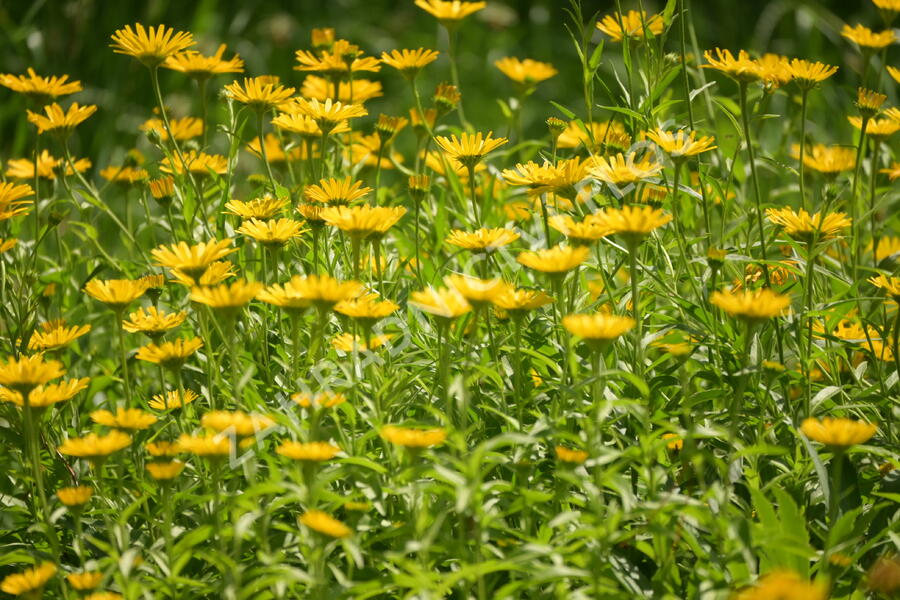 Volské oko vrbolisté - Buphthalmum salicifolium
