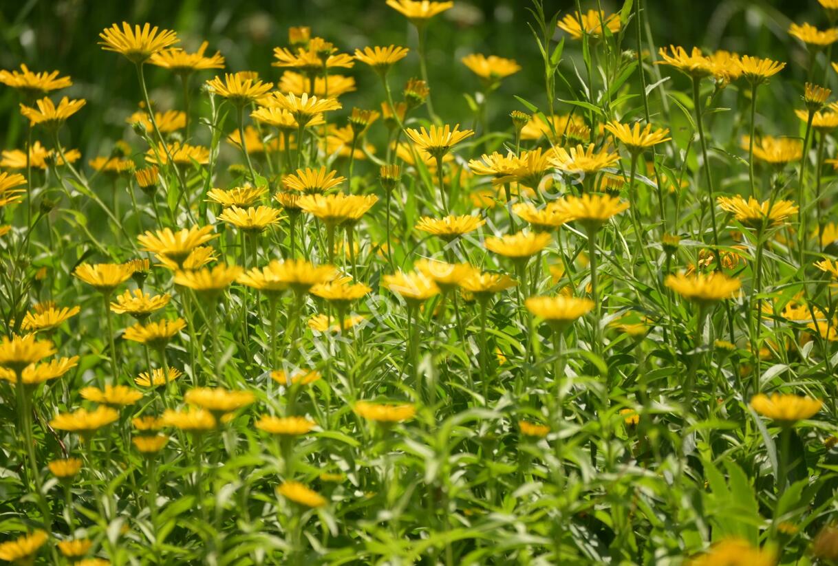 Volské oko vrbolisté - Buphthalmum salicifolium