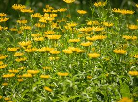 Volské oko vrbolisté - Buphthalmum salicifolium