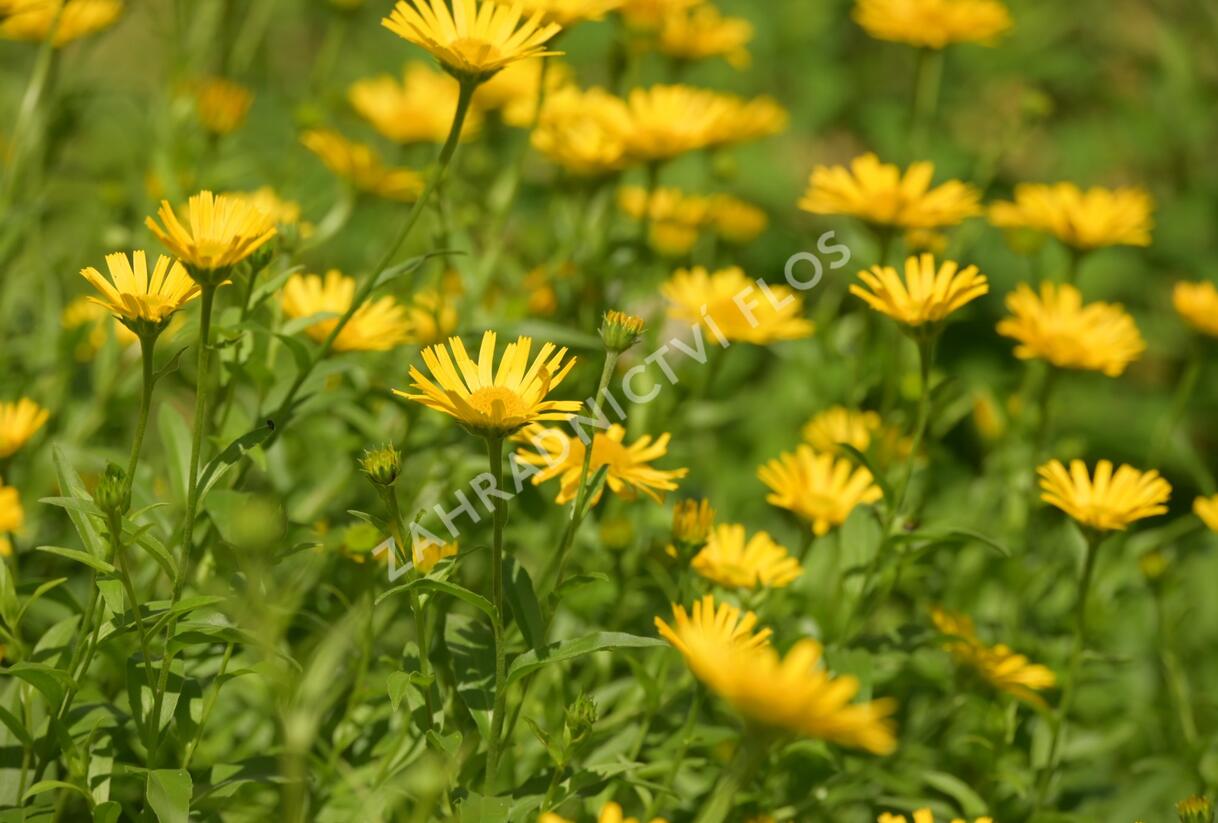Volské oko vrbolisté - Buphthalmum salicifolium