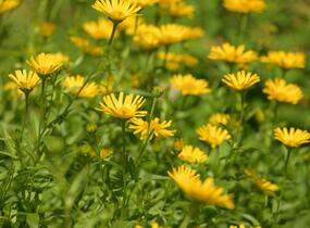 Volské oko vrbolisté - Buphthalmum salicifolium