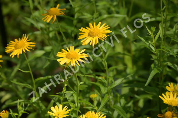 Volské oko vrbolisté - Buphthalmum salicifolium