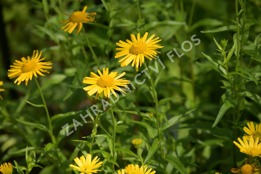 Volské oko vrbolisté - Buphthalmum salicifolium