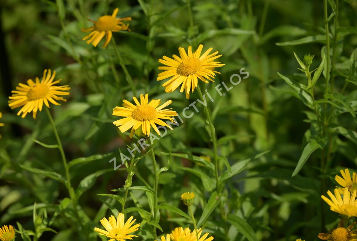 Volské oko vrbolisté - Buphthalmum salicifolium