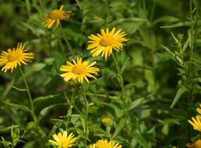 Volské oko vrbolisté - Buphthalmum salicifolium