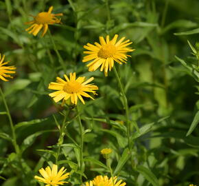 Volské oko vrbolisté - Buphthalmum salicifolium