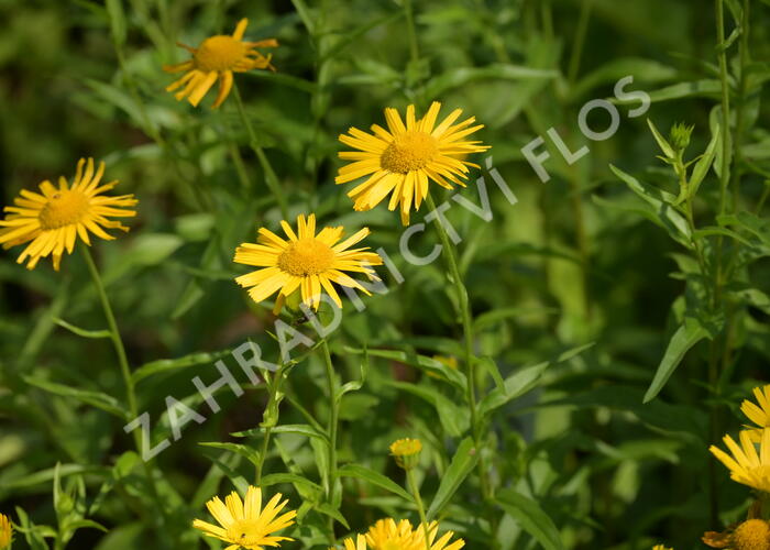 Volské oko vrbolisté - Buphthalmum salicifolium
