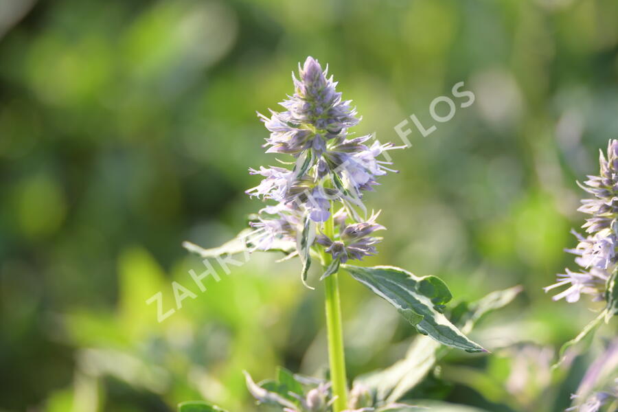 Agastache 'Crazy Fortune' - Agastache hybrida 'Crazy Fortune'