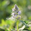 Agastache 'Crazy Fortune' - Agastache hybrida 'Crazy Fortune'