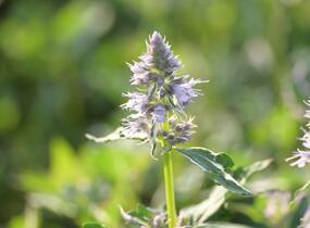Agastache 'Crazy Fortune' - Agastache hybrida 'Crazy Fortune'