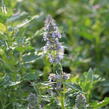 Agastache 'Crazy Fortune' - Agastache hybrida 'Crazy Fortune'