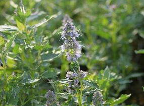Agastache 'Crazy Fortune' - Agastache hybrida 'Crazy Fortune'