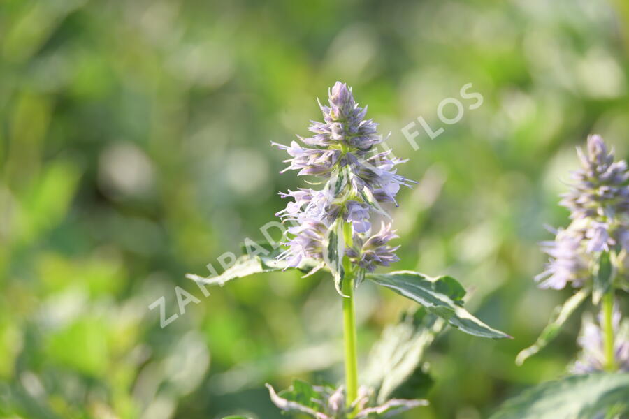 Agastache 'Crazy Fortune' - Agastache hybrida 'Crazy Fortune'