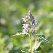 Agastache 'Crazy Fortune' - Agastache hybrida 'Crazy Fortune'