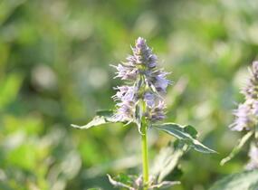 Agastache 'Crazy Fortune' - Agastache hybrida 'Crazy Fortune'