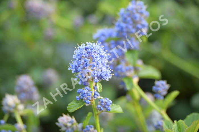 Latnatec kytkokvětý - Ceanothus thyrsiflorus repens