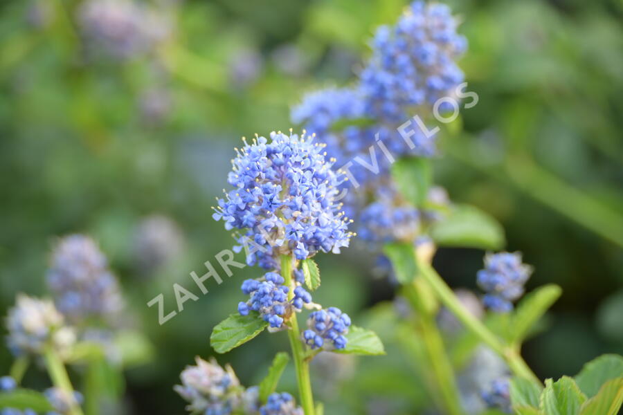 Latnatec kytkokvětý - Ceanothus thyrsiflorus repens