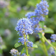 Latnatec kytkokvětý - Ceanothus thyrsiflorus repens