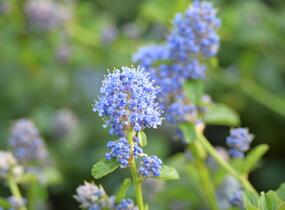 Latnatec kytkokvětý - Ceanothus thyrsiflorus repens